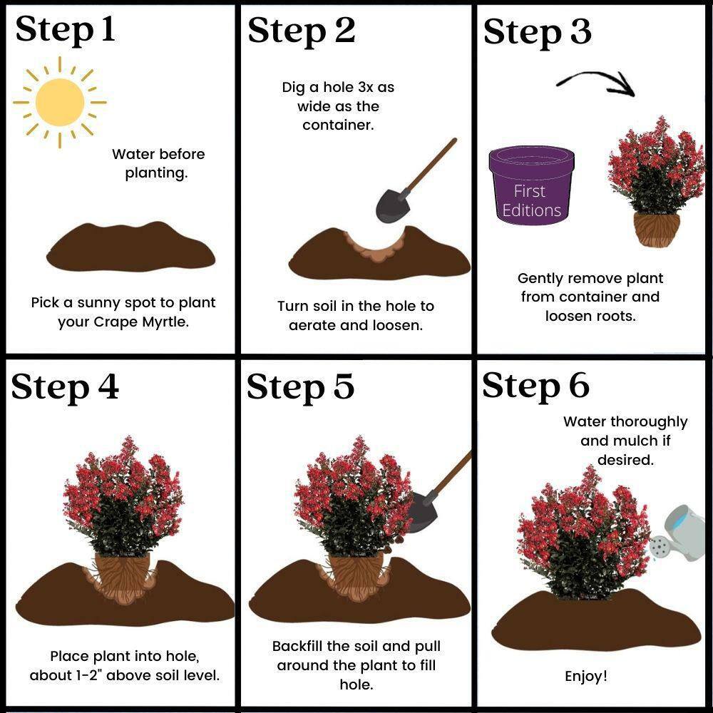 FIRST EDITIONS 7 gal. Midnight Magic Crapemyrtle Flowering Shrub with Dark Pink Flowers 15641