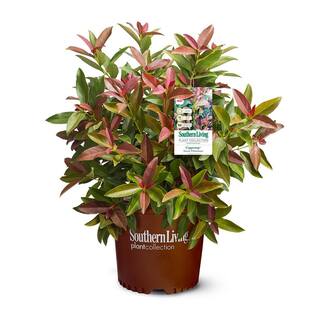 SOUTHERN LIVING 2 Gal. Copper Top Viburnum Shrub with Red to Green Foliage 17216