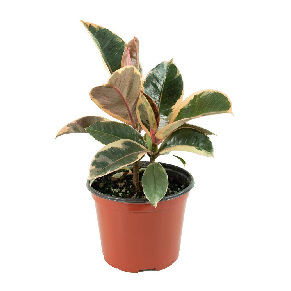 national PLANT NETWORK 2.5 Qt. Rubber Tree 'Ruby' Ficus Plant in Grower Pot HD7312