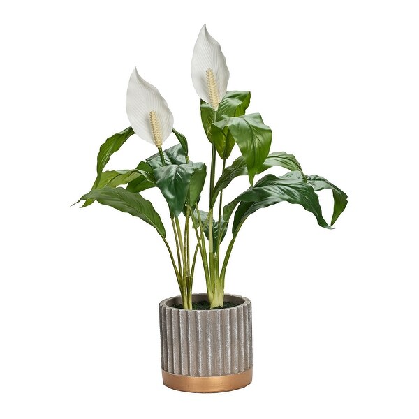 Peace Lily in Striped Pot