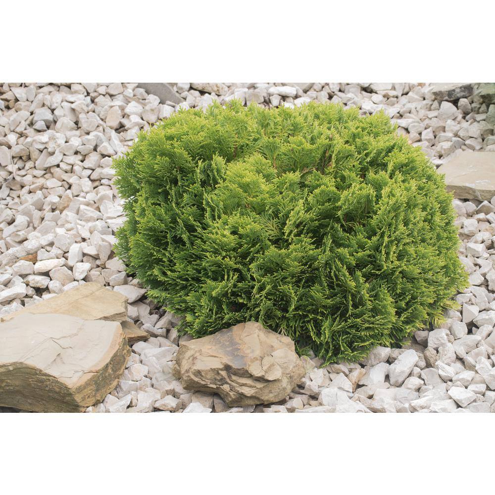 BELL NURSERY 1 Gal. Thuja Danica (Globe) Live Evergreen Shrub THUJA1DAN1PK