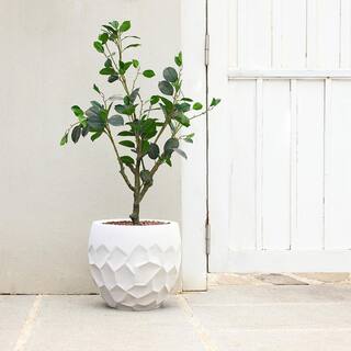 LuxenHome 14.5 in. W x 13.2 in. H White Ceramic Individual Pot WHPL1967-W