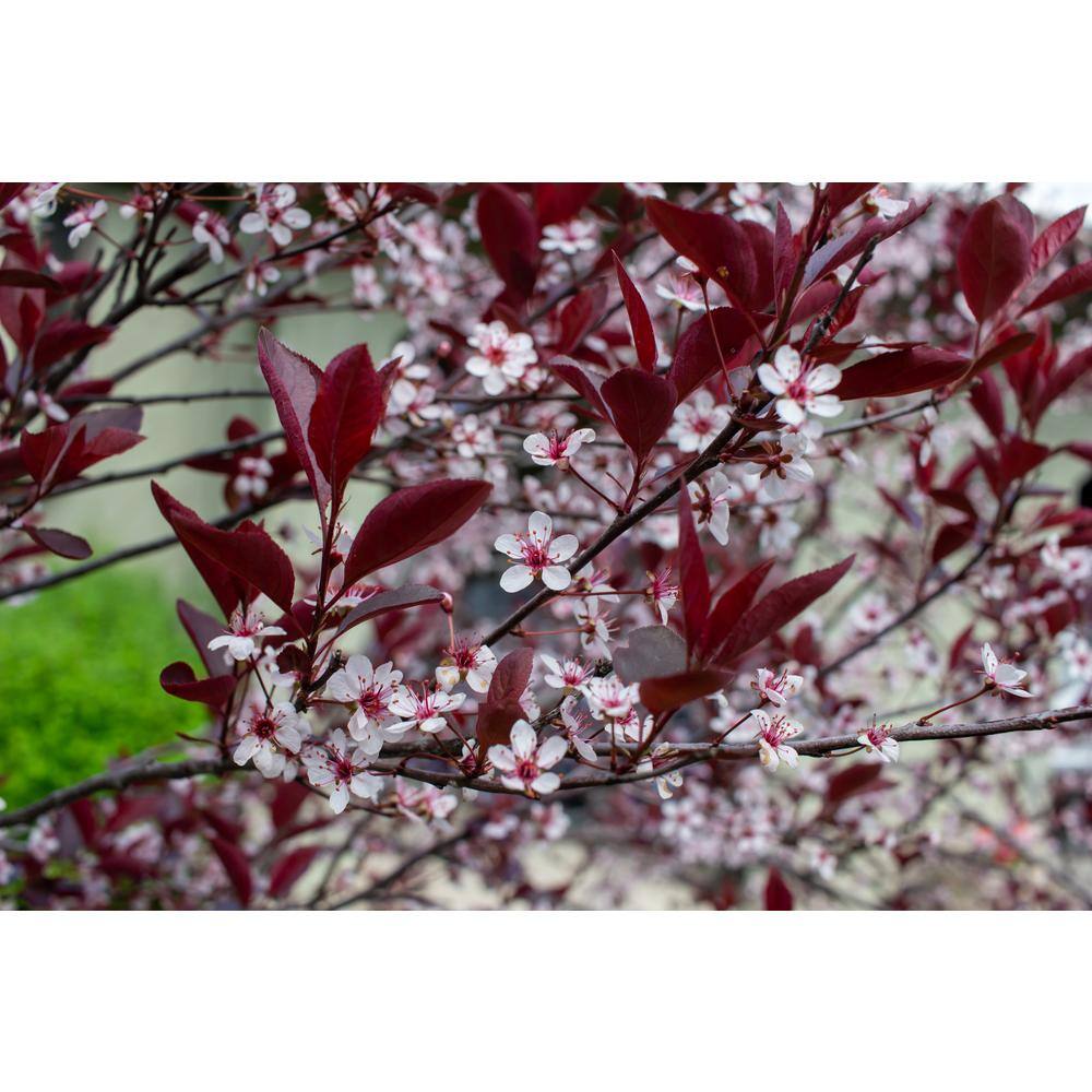 BELL NURSERY 3 Gal. Purple-Leaf Sand Cherry (Prunus x cisterna) Live Shrub with White Flowers PRNUS3CIS1PK