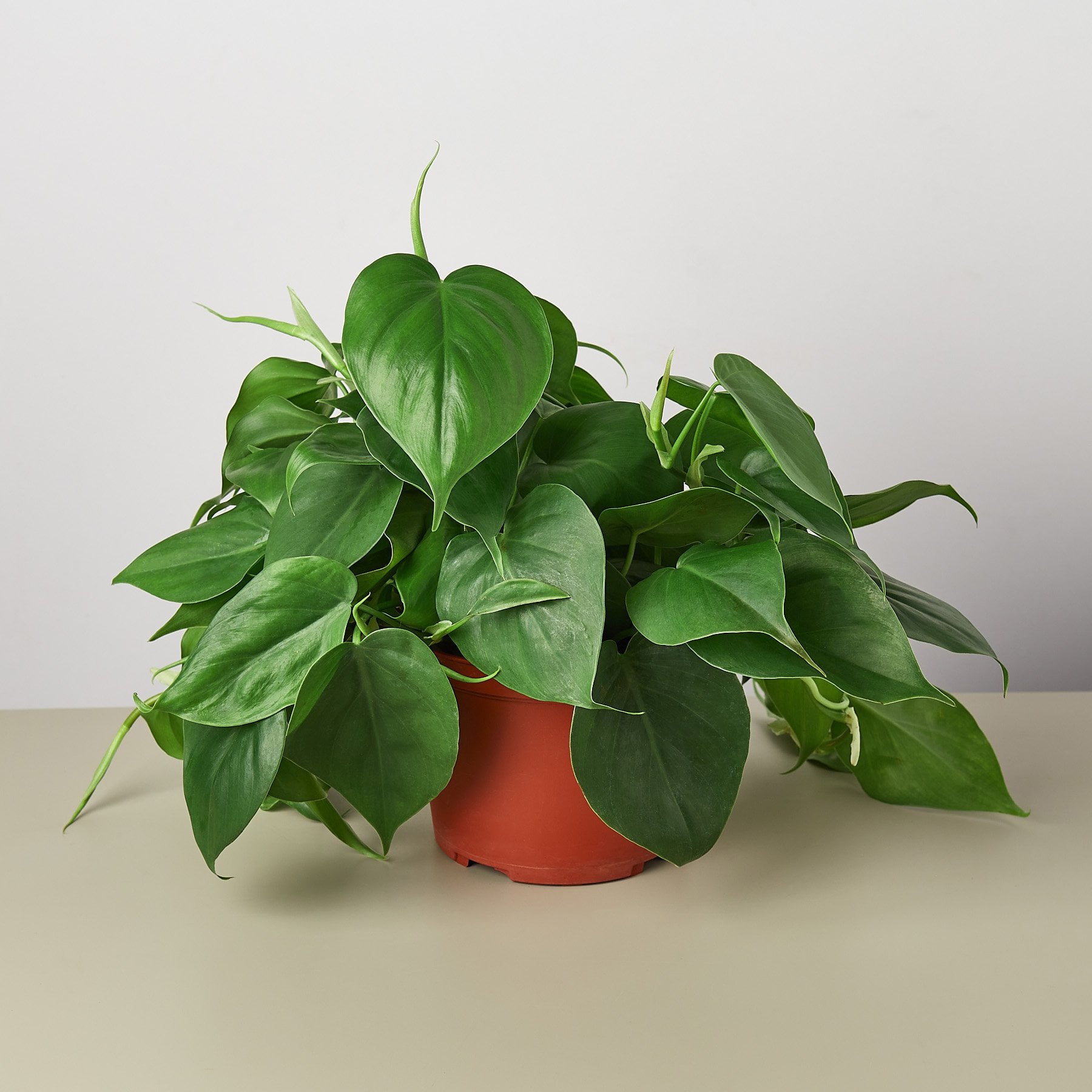 Philodendron Cordatum Heartleaf - 6