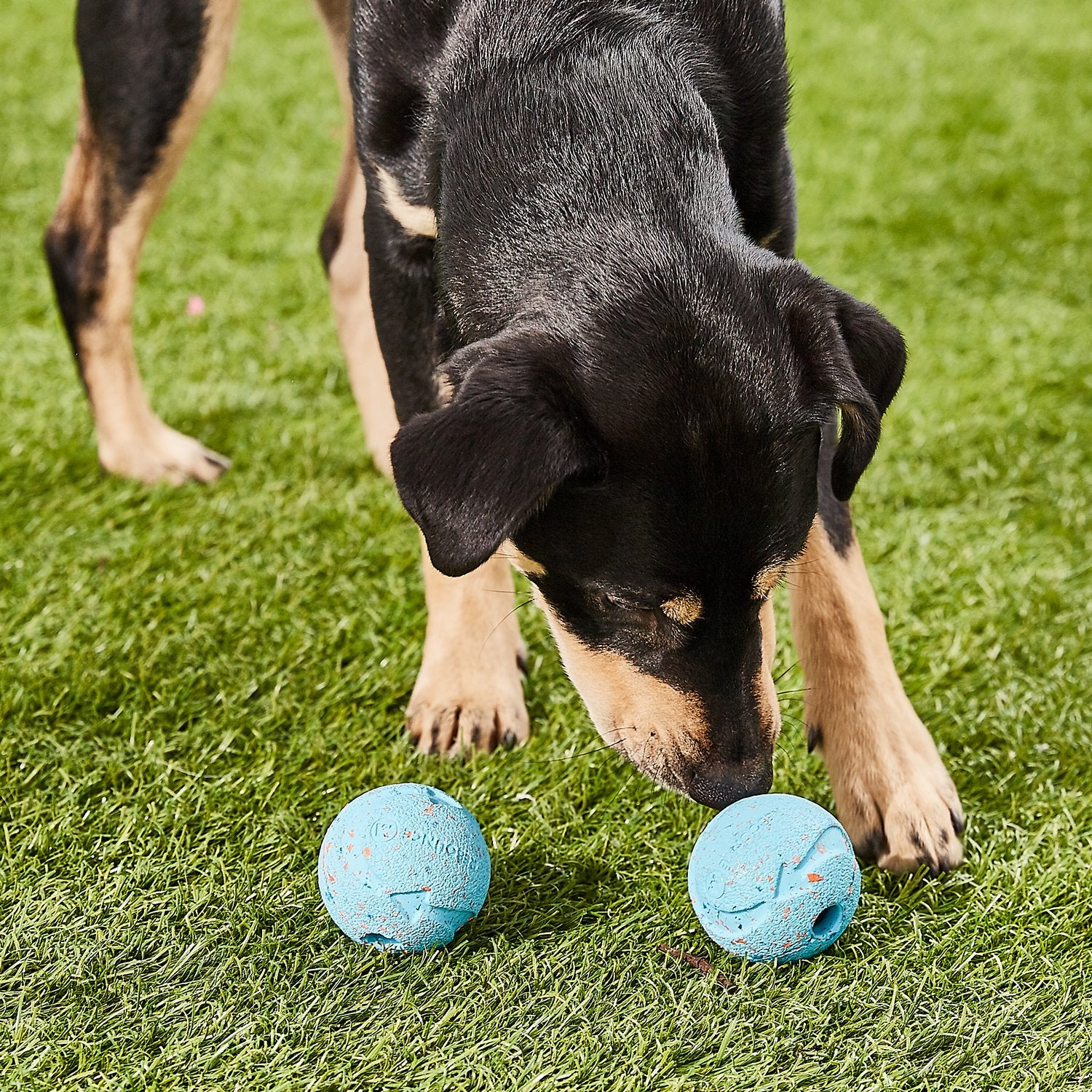 Chuckit! Rebounce Recycled Rubber Dog Toy Ball， Medium， 2 Count