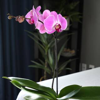 ALTMAN PLANTS Live Orchid (Phalaenopsis) with Purple Flowers in 5 in. White Ceramic Pot for Live Houseplants 0873011