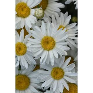 2 Gal. Perennial Shasta Daisy Plant 19706