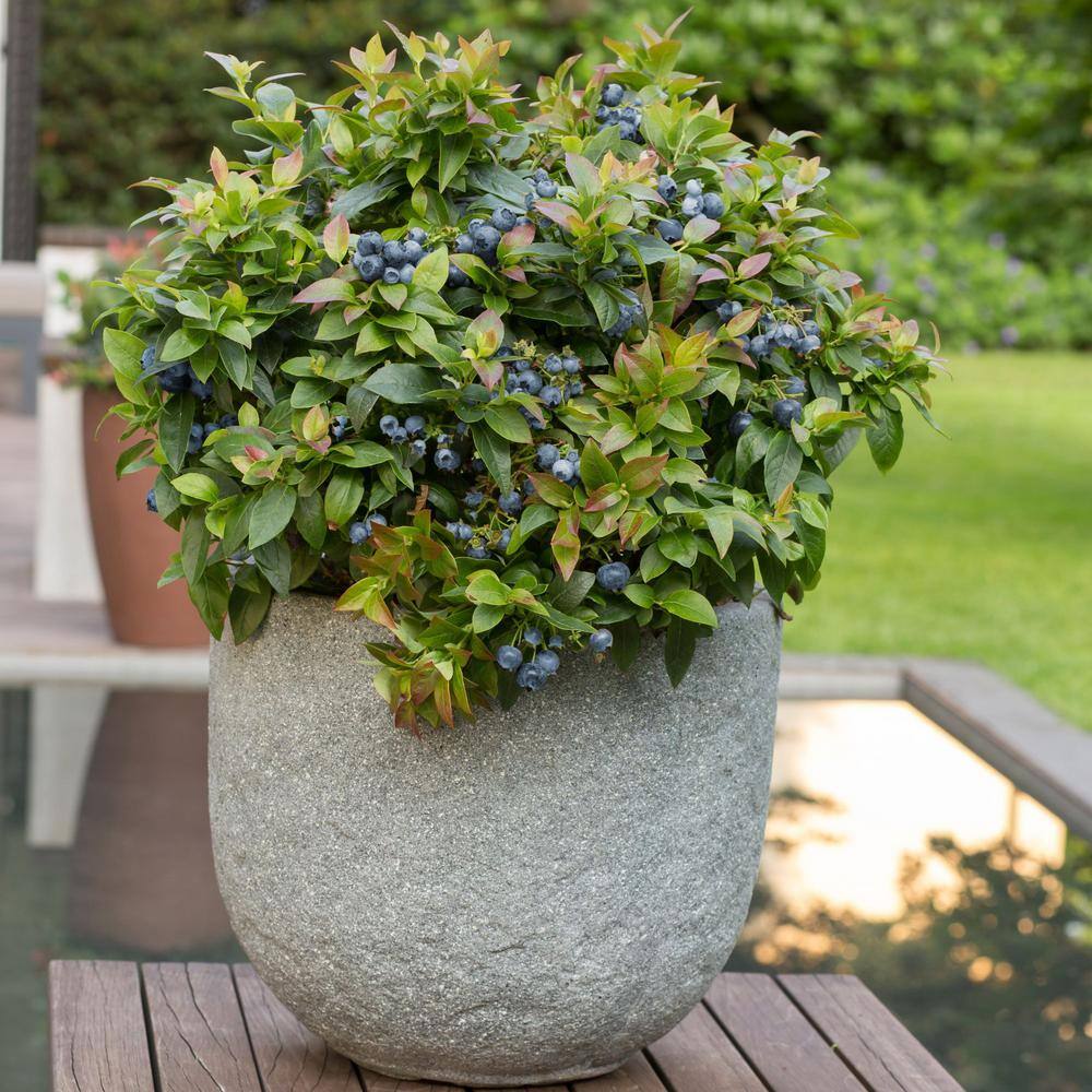 BUSHEL AND BERRY 2 Gal. Bushel and Berry Jelly Bean Blueberry Live Plant 19574