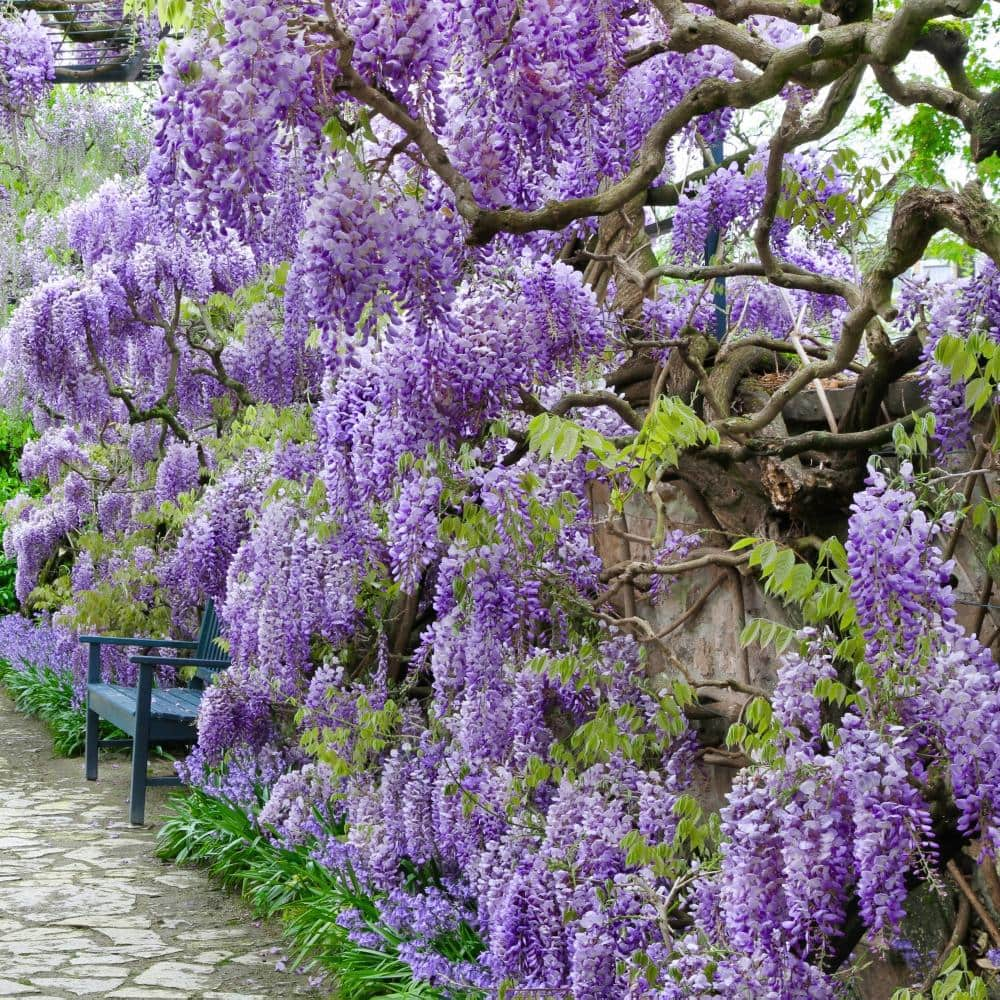 national PLANT NETWORK 2.5 Qt. Wisteria Amethyst Falls Flowering Shrub with Purple Flowers HD1105