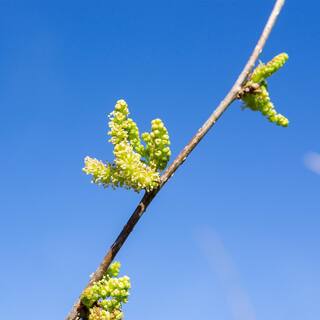 Perfect Plants 4 ft. to 5 ft. Tall Dwarf Everbearing Mulberry Tree in Grower's Pot Large Delicious Fruit THD00567
