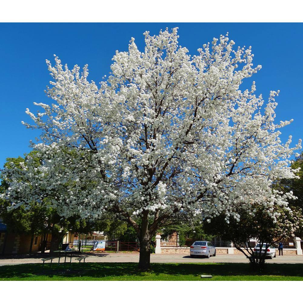 Online Orchards Redspire Flowering Pear Tree (Bare Root 3 t. to 4 ft. Tall) FLPR002