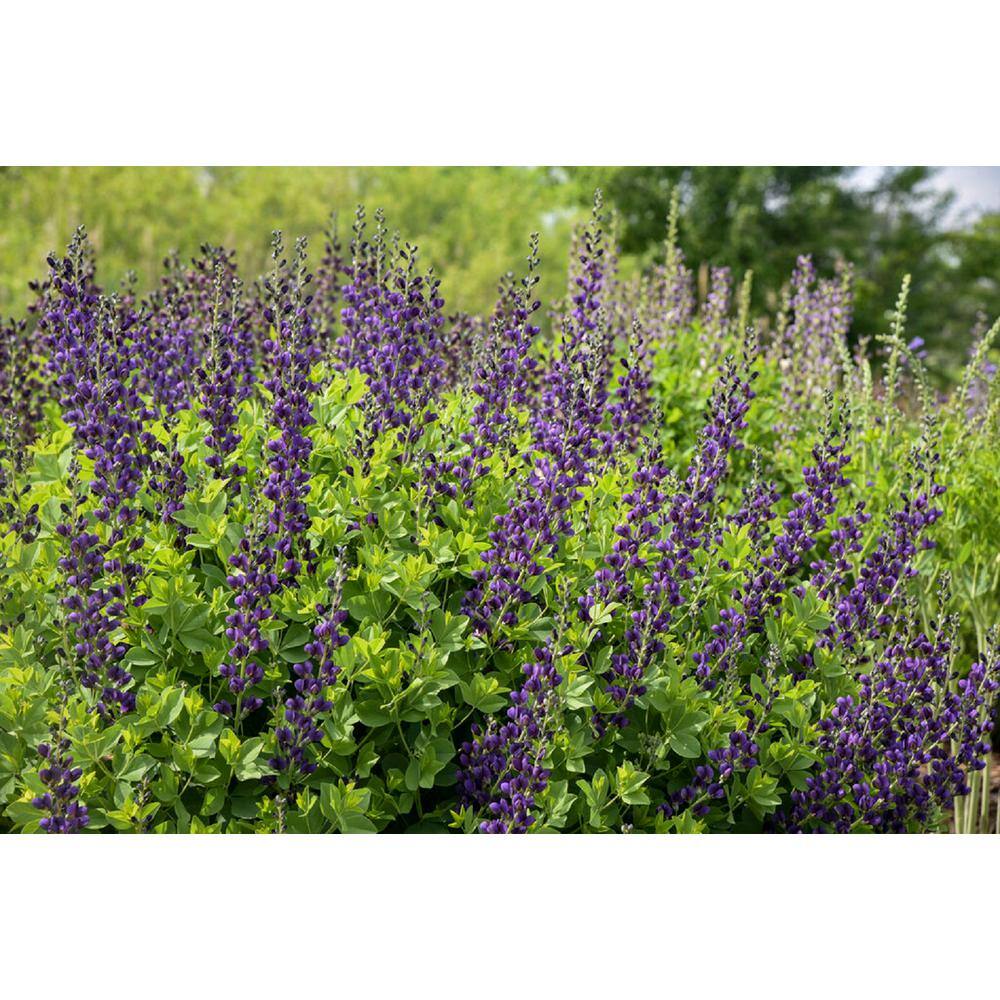 PROVEN WINNERS 3 Gal. Sparkling Sapphires Baptisia Live Perennial Plant (1-Pack) BAPTI3SAP1PK