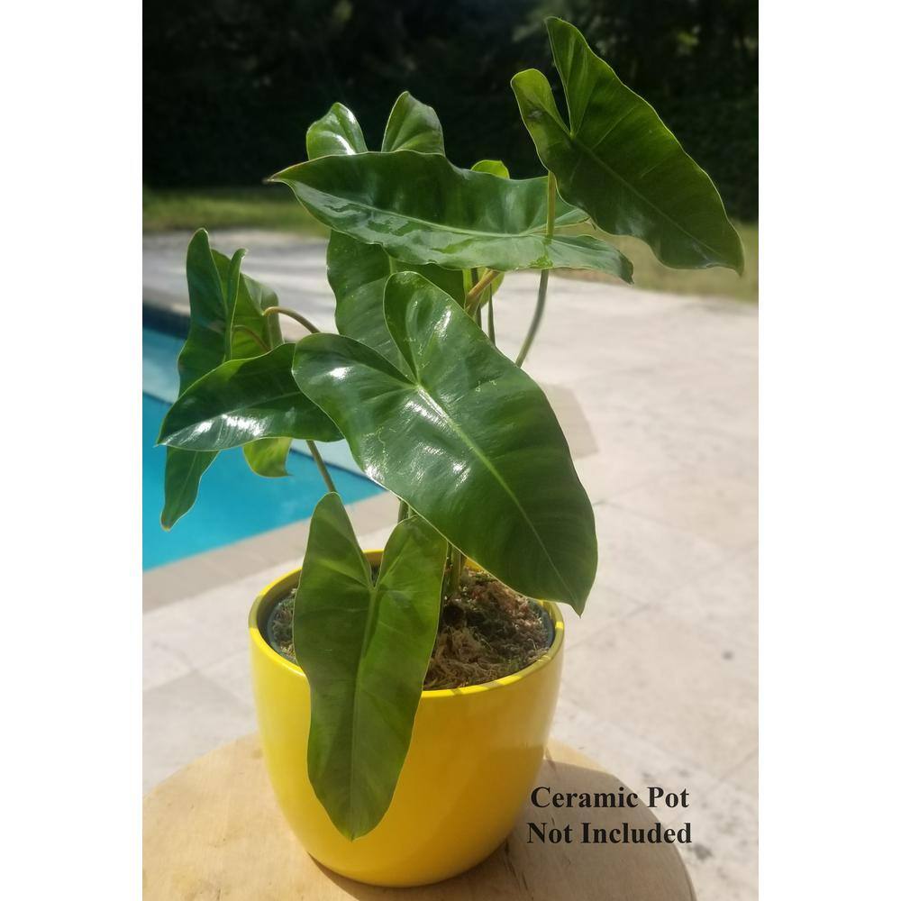 Philodendron Burle Marx Plant in 6 in. Grower Pot BrlMrx006