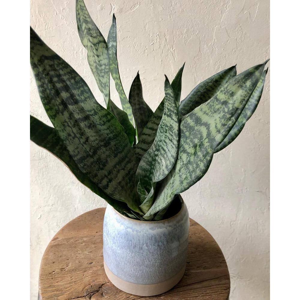 Wekiva Foliage Robusta Snake Plant - Live Plant in a 4 in. Pot - Sansevieria Superba - Beautiful and Elegant Easy Care Houseplants RobustaSnakePlant4