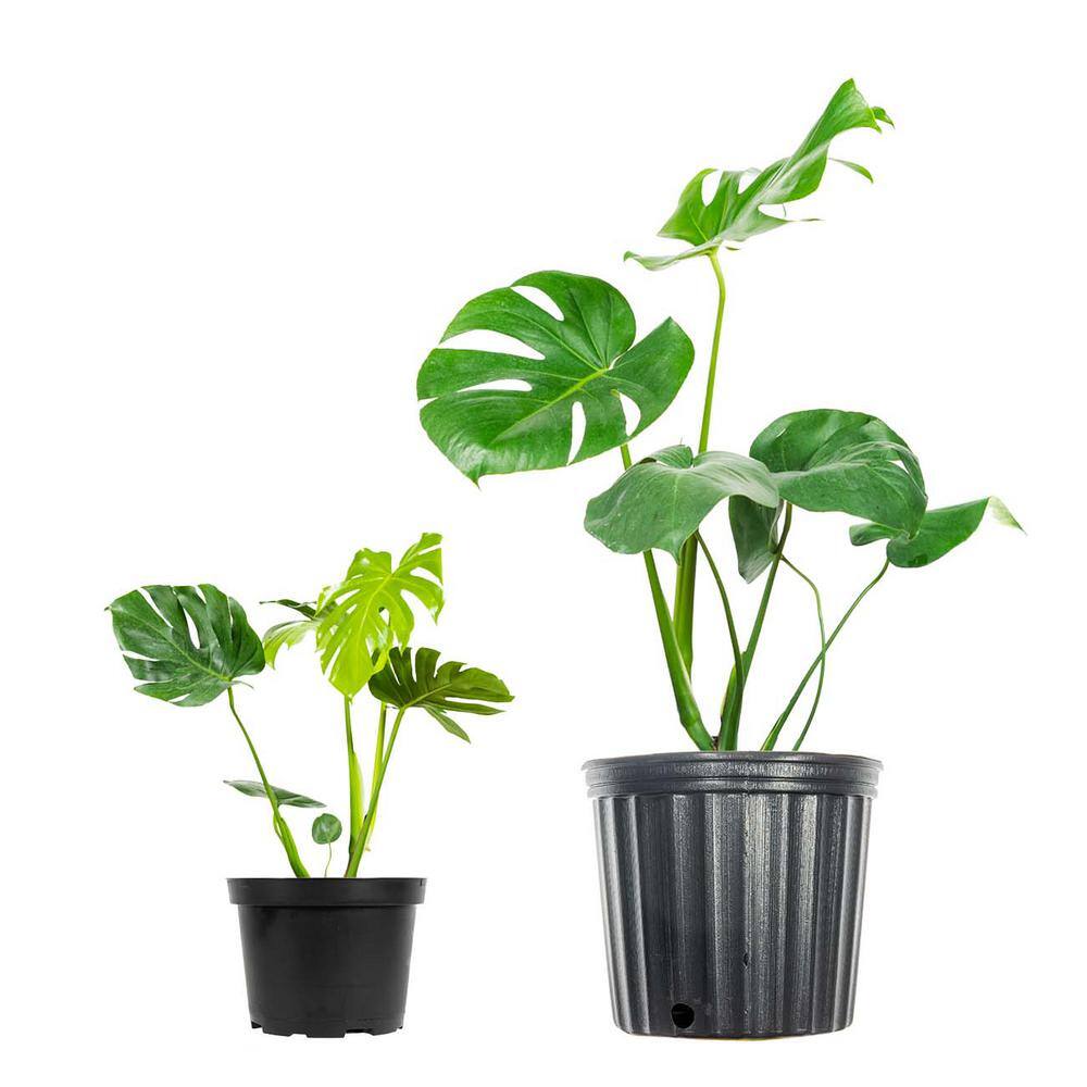 Perfect Plants Monstera Deliciosa (Swiss Cheese Plant) in a 6in. Grower's Pot (2-Pack) THD00473