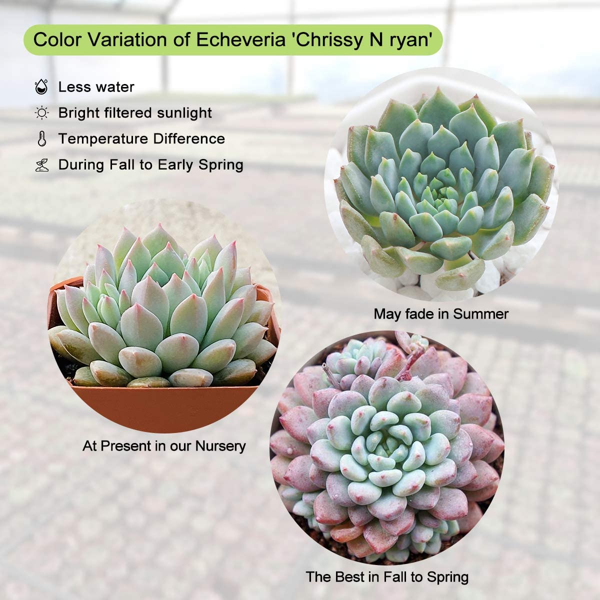 Succulent Plants， Echeveria 'Chrissy N Ryan'， Rosette Succulent Fully Rooted in 2inch Planter for Indoor Office Baby Shower Party Décor