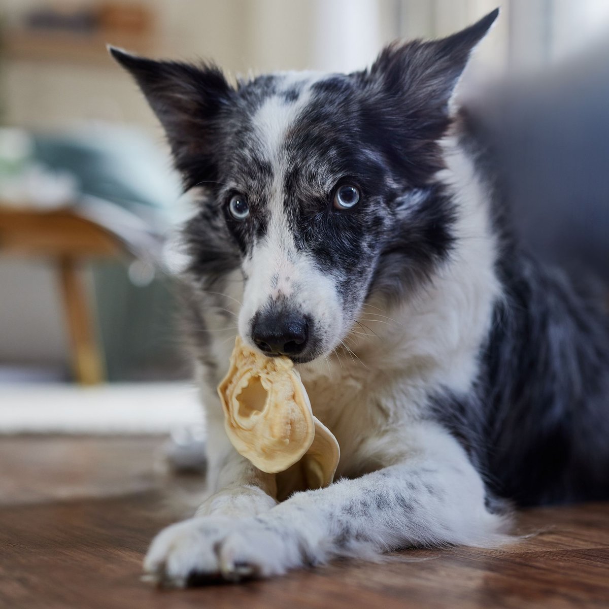 Bones and Chews Mixed Ear Chews Dog Treats