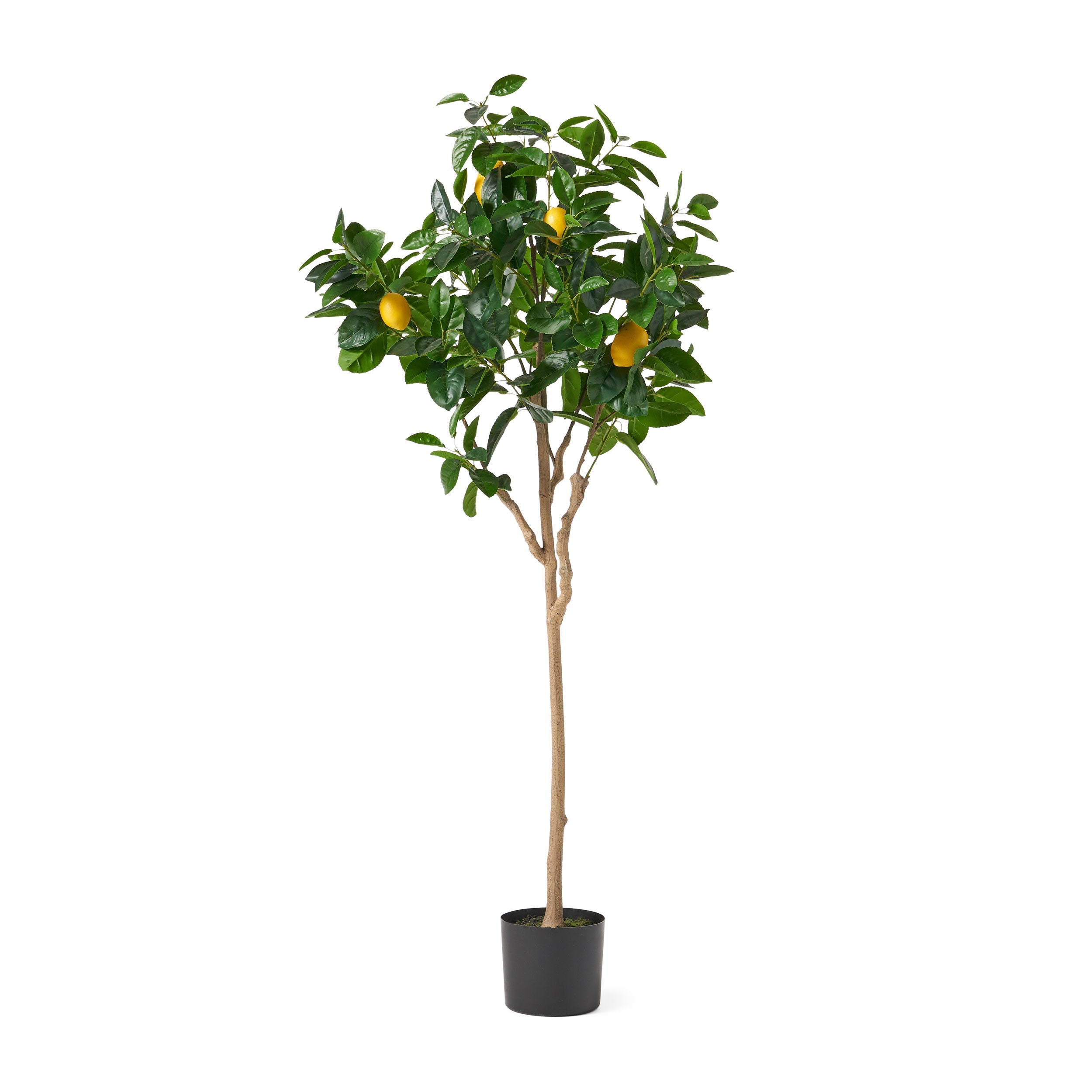 Rattler Artificial Lemon Tree