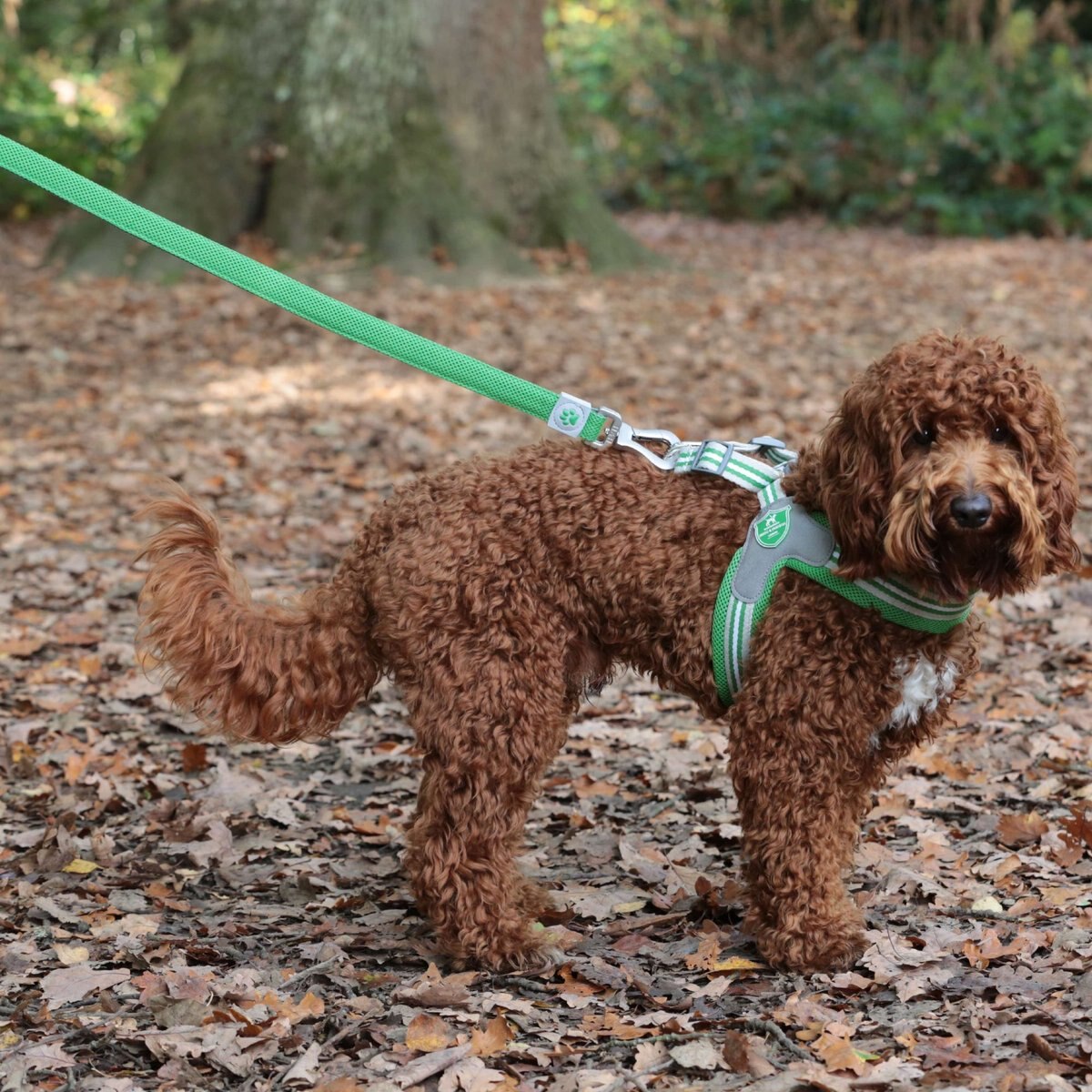 HUGO and HUDSON Mesh Dog Lead