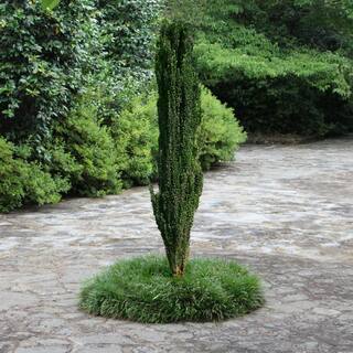 national PLANT NETWORK 2.25 Gal. Holly Sky Pencil Shrub HD7140