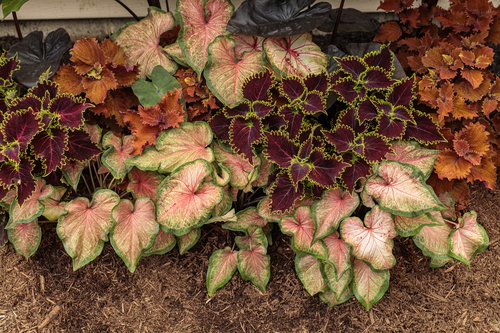 4.5 in. Quart Heart to Heart Chinook (Caladium) Live Plant， Orange Foliage