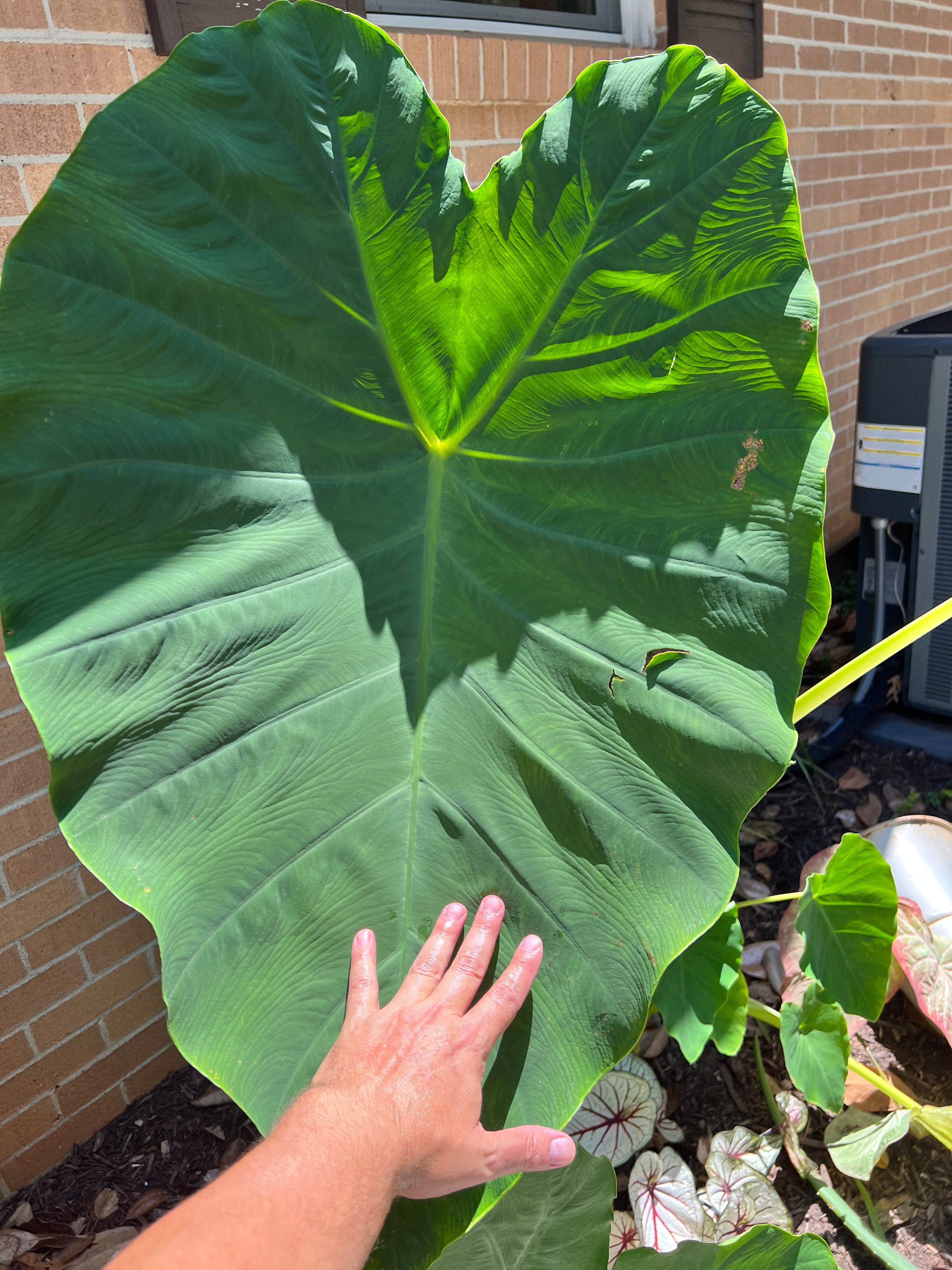 Blue Buddha Farm: Giant Elephant Ear Colocasia Bulb - Easy to Grow Outdoor Tropical Perennial Plant