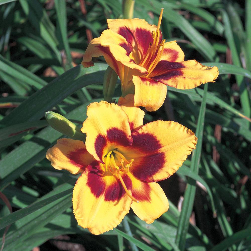 Vigoro 2 QT Hemerocallis Daylily 'Monterrey Jack' Yellow Perennial Plant 1005991769