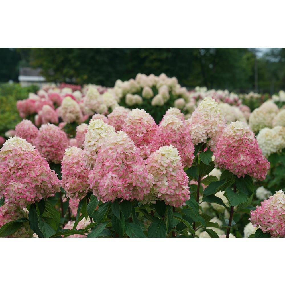 PROVEN WINNERS 3 Gal. Limelight Prime Hydrangea (Arborescens) Live Shrub Green and Pink Flowers 11194