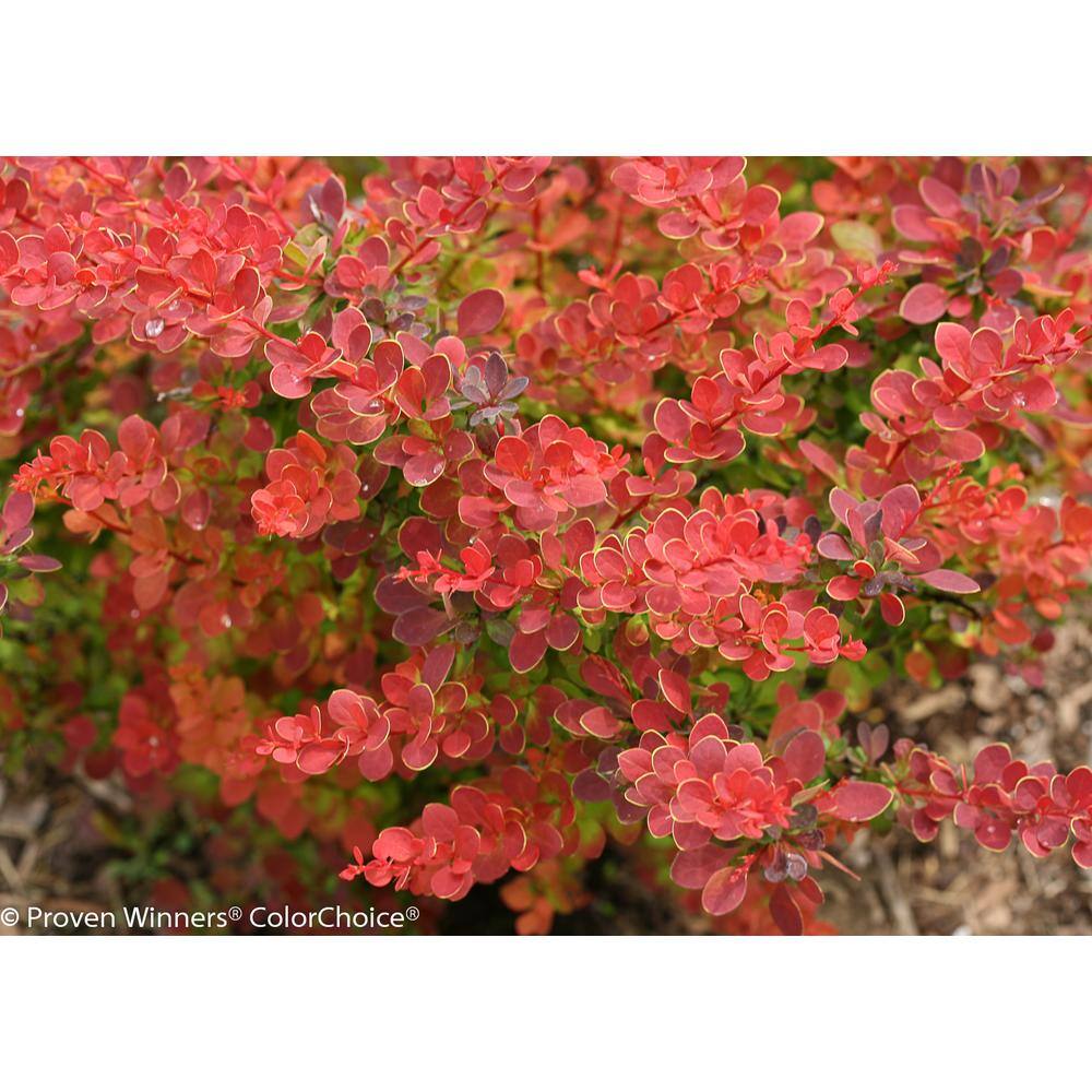 PROVEN WINNERS 4.5 in. qt. Sunjoy Tangelo Barberry (Berberis) Live Shrub Orange and Green Foliage BEBPRC1067800
