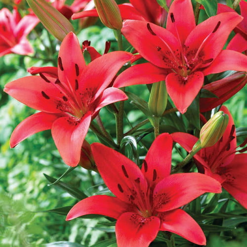 Van Zyverden Lilies Asiatic Red Sensation Set of 7 Bulbs Red Part Sun