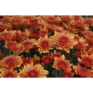 BELL NURSERY 3 Qt. Orange Chrysanthemum Annual Live Plant with Orange Flowers in 8 in. Grower Pot (2-Pack) CHMUM8ORG2PK