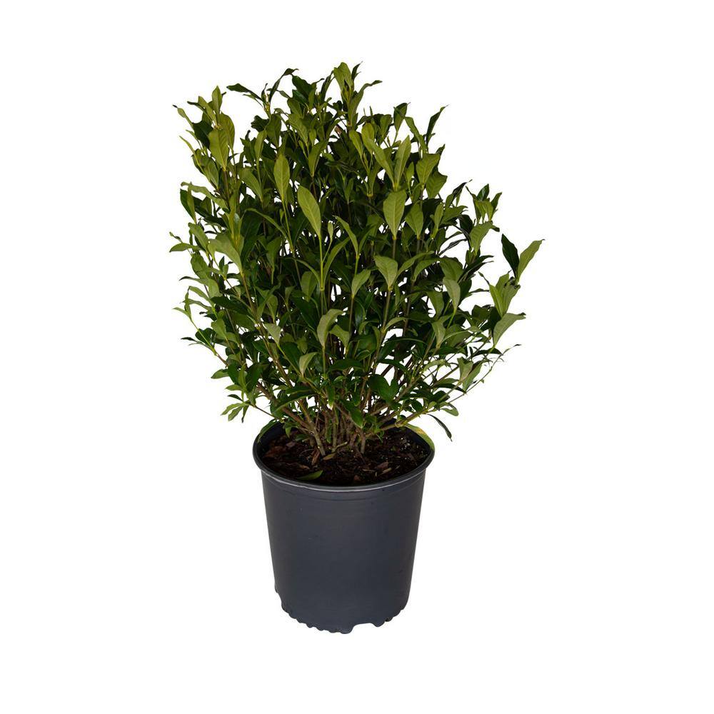 FLOWERWOOD 2.5 Gal - August Beauty Gardenia Live Evergreen Shrub White Fragrant Blooms 20973FL