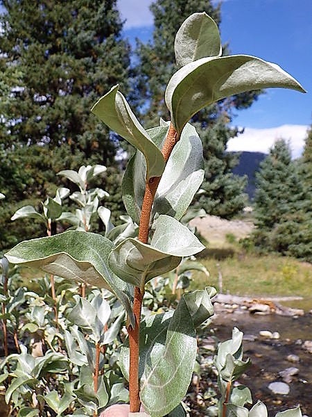 10 AMERICAN SILVERBERRY Elaeagnus Commutata aka Wolf Willow Wolfberry Wild Olive Berry Fruit Shrub Seeds