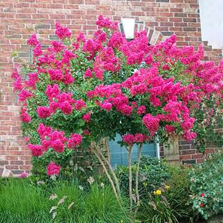 3 Gal. Tonto Deep Pink Crape Myrtle CRMTON03G
