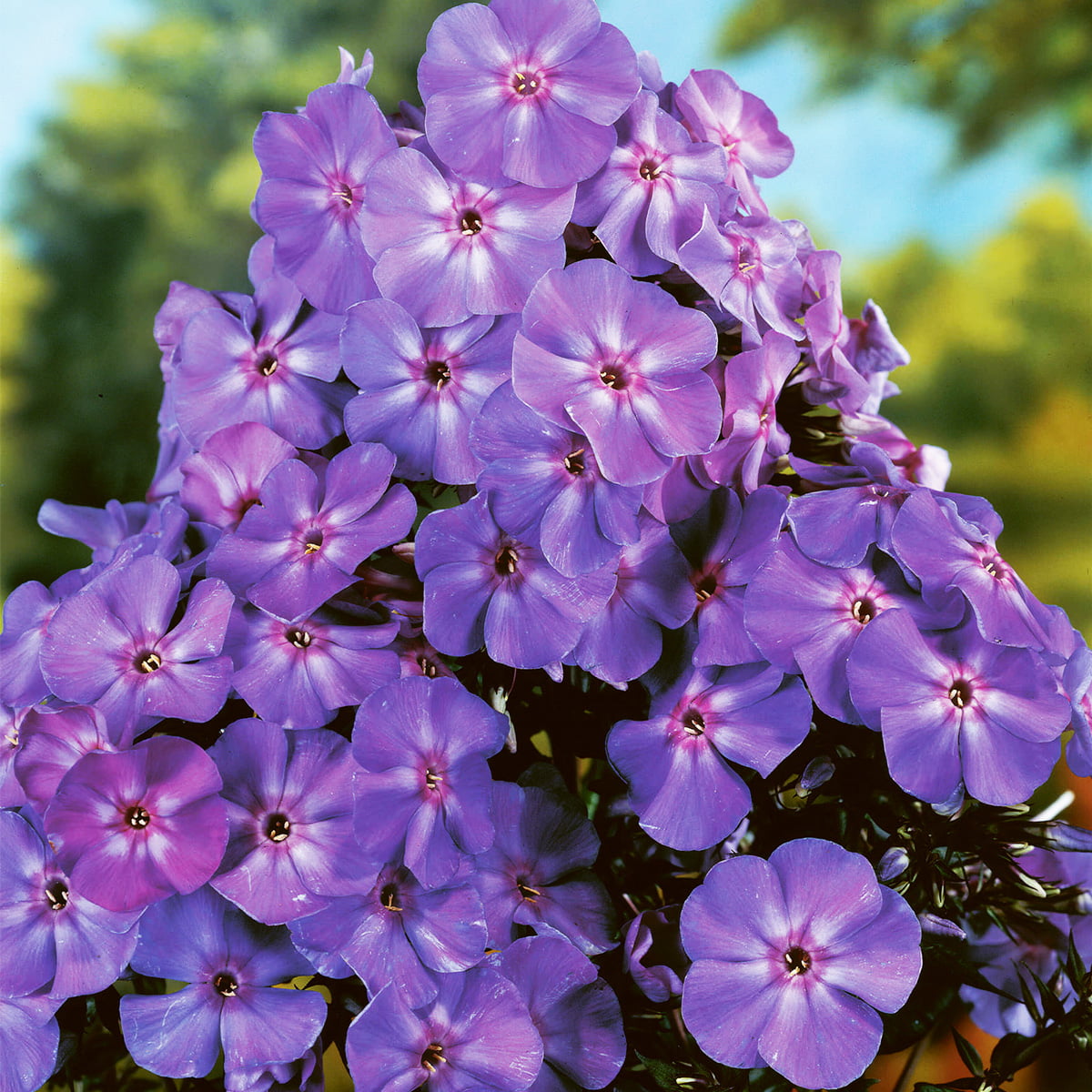 Van Zyverden Tall Phlox Paniculata Blue Boy Set of 5 Roots Blue Part Sun