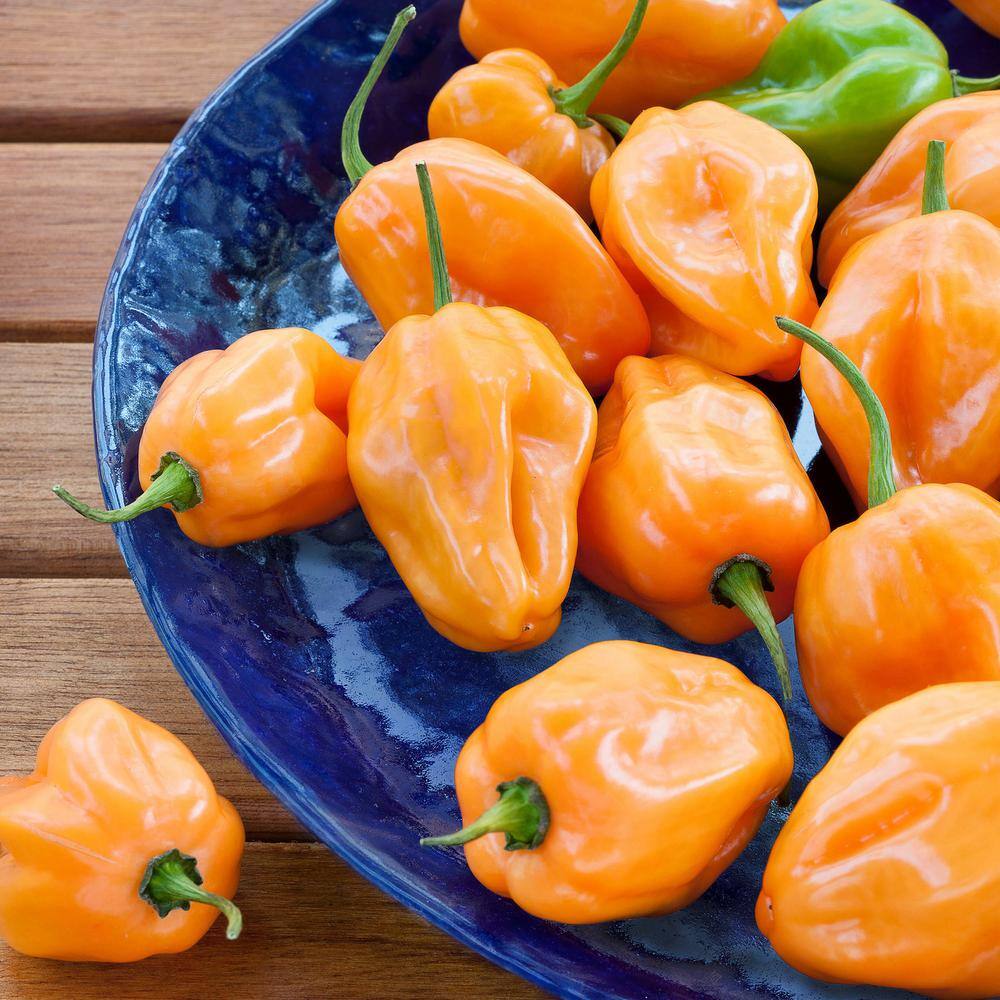 Bonnie Plants 19 oz. Habanero Hot Pepper Plant 1003800733
