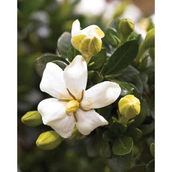 Vigoro 2 Gal. Echo Heaven Scent Gardenia Live Evergreen Shrub Boxwood-Like Dense Small Leaves White Fragrant Blooms 11013
