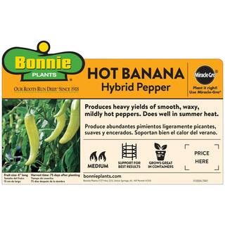 Bonnie Plants 2.32 qt. Hot Banana Pepper Plant 2300