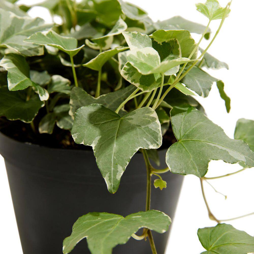 LIVELY ROOT 4 in. English Ivy Glacier (Hedera helix Variegata) Plant in Grower Pot LRENGIVY4