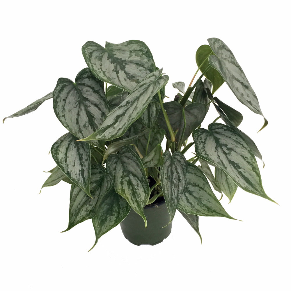 Brandi Philodendron - Easiest House Plant to Grow - 4