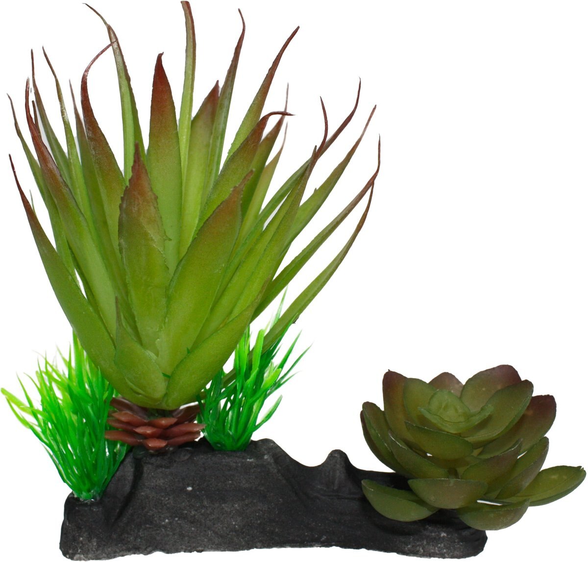 Komodo Succulent Auqrarium Plant， 5-in