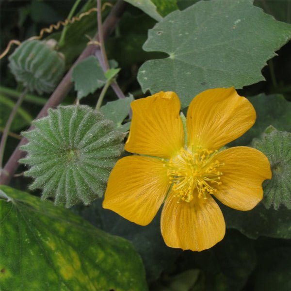 Abutilon indicum