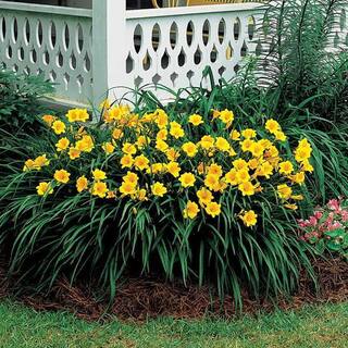 1 Gal. Stella De Oro Daylily Perennial Plant with Golden Yellow Flowers 15030