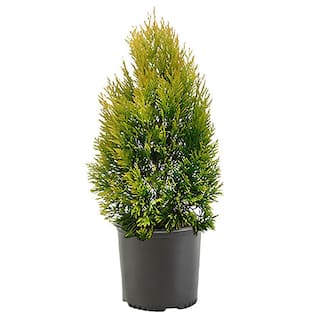 2.25 Gal. Forever Goldy Arborvitae Shrub with Bright Golden Foliage 14052