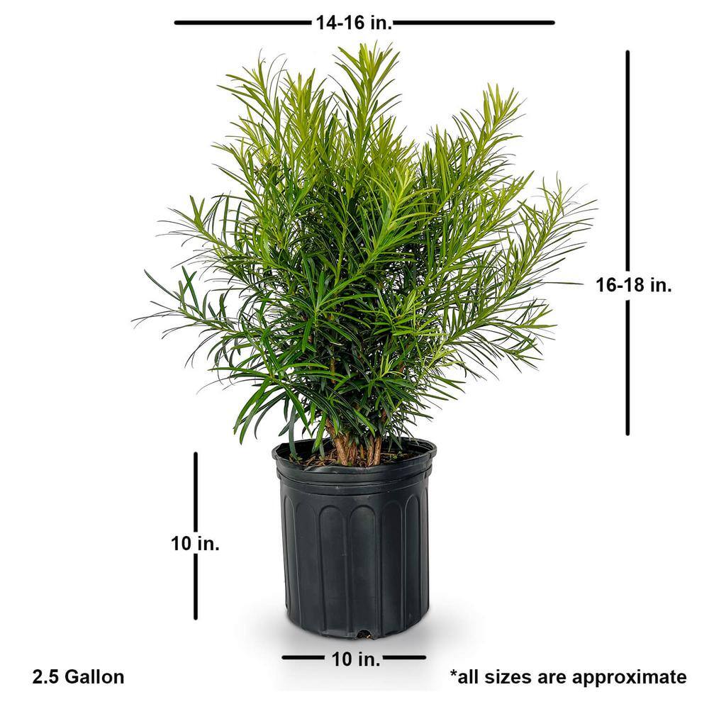 FLOWERWOOD 2.5 gal. Maki Podocarpus Macrophyllus Upright Evergreen Privacy Shrub 48413FL
