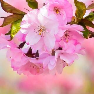 7 Gal. Akebono Cherry Flowering Deciduous Tree with Pink Flowers CHFOKO07G
