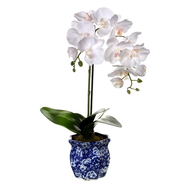 22 Inch Potted Orchid in Asian inspired Pot