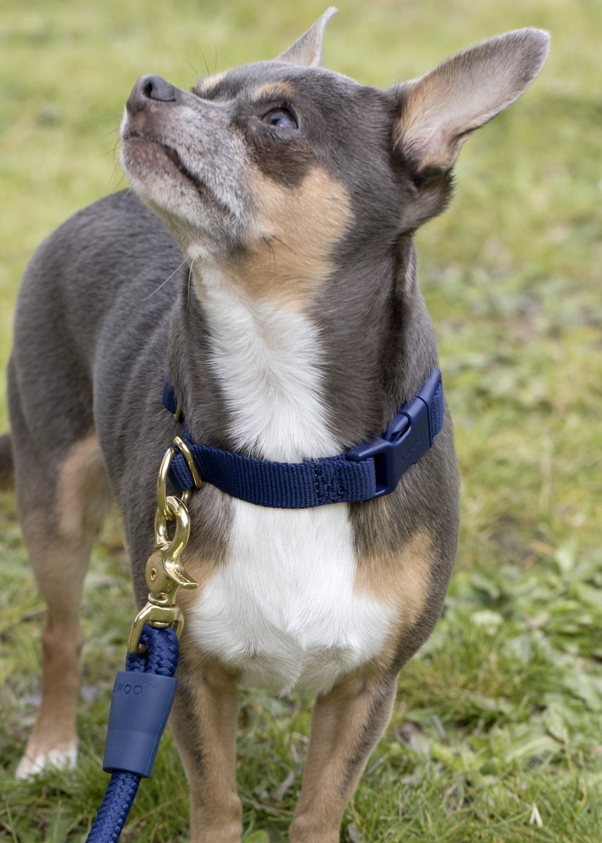 Awoo Pack Standard Dog Collar