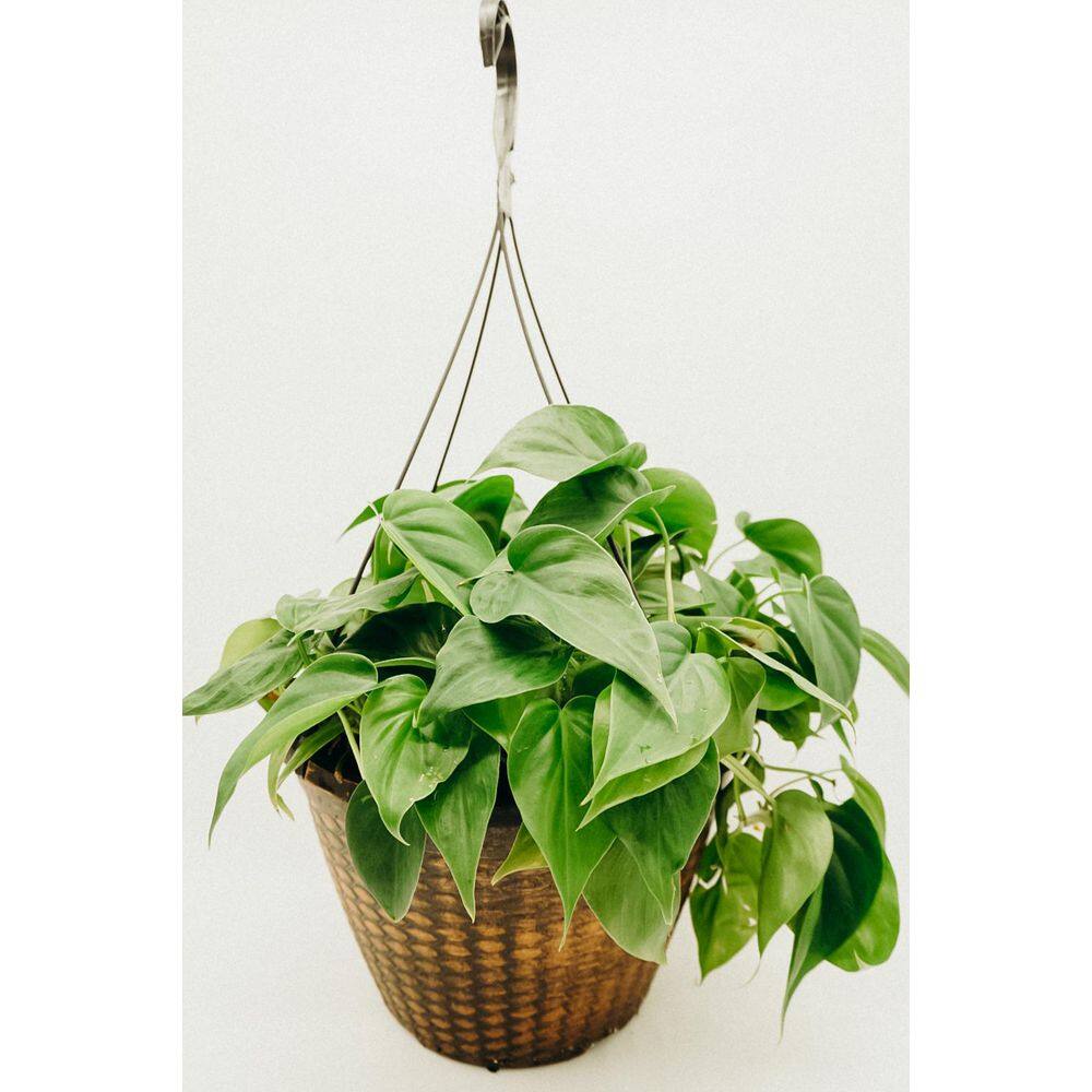 12 in. Tropical Foliage Philodenron Hanging Basket Plant 19023