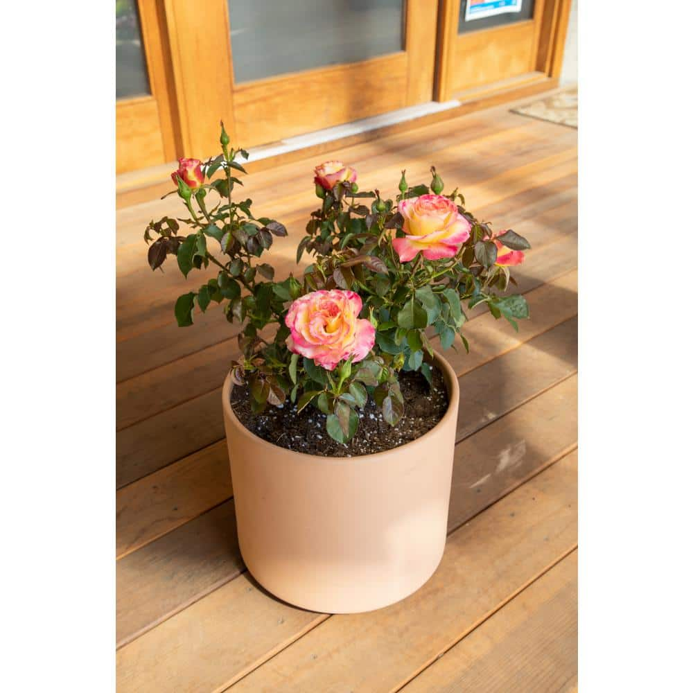 ALTMAN PLANTS 8 Qt. True Bloom True Sincerity Rose with Pink-Yellow Flowers 0872518